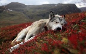 dog, landscape, flowers, sleeping