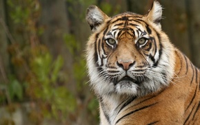 animals, tiger