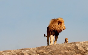 animals