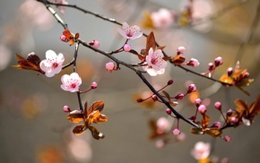 branch, flowers, nature, pink flowers, twigs