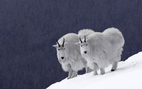 animals, snow
