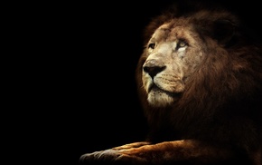 animals, lion