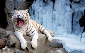 tiger, animals, snow, stones