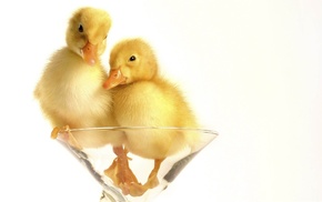 animals