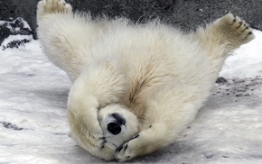 snow, animals