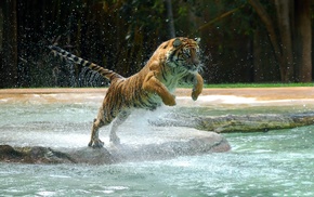 tiger, bounce, water, splash, animals