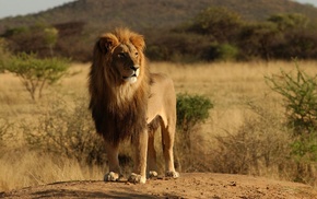 animals, lion