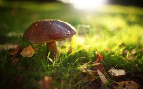 macro, nature, grass, mushroom