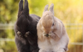 bunny ears, animals, rabbits