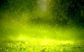 rain, grass, green
