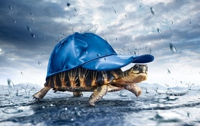 happy, atmosphere, turtle, rain