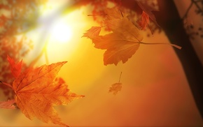 sun rays, autumn