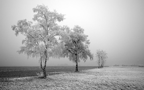 nature, snow, trees, winter, landscape