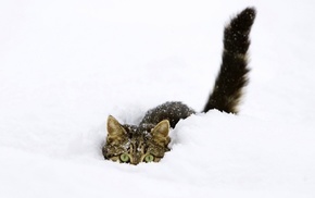 snow, cat, animals