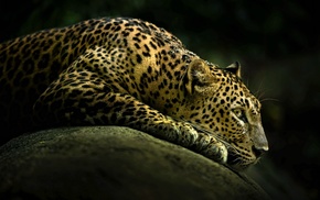 animals, leopard