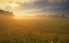 sunlight, nature