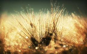 macro