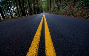 road, forest