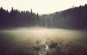 mist, green, landscape