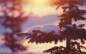 snow, trees, sunlight, depth of field