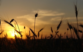 sunset, silhouette, nature, sunlight, wheat