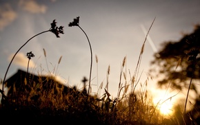 nature, silhouette, sunlight, spikelets