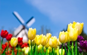 flowers, tulips