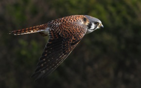 falcons, birds, animals