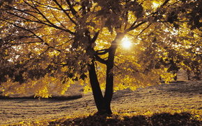 autumn, tree, Sun
