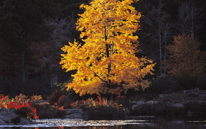 lake, autumn