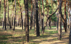 forest, nature, trees, grass
