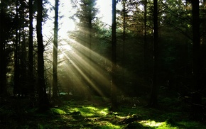 nature, sun rays, forest