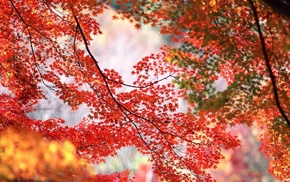 beautiful, autumn, red, yellow, green