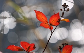 macro, background, autumn
