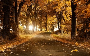 trees, road, autumn