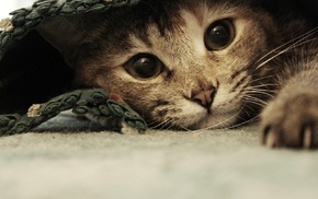 carpets, Ben Torode, cat, animals