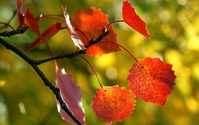 autumn, macro, beautiful, branch