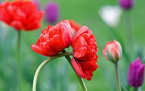 flower, flowers, tulips
