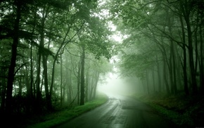 mist, wet, trees, nature, road