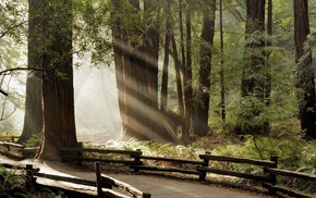 fence, trees, nature