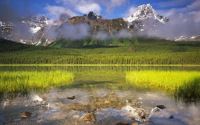 nature, forest, lake