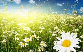 grass, flowers, sky, clouds, chamomile