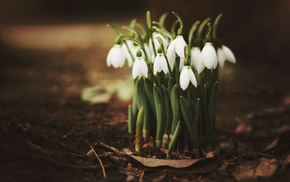 leaves, spring