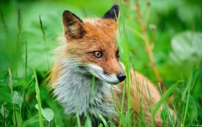 animals, fox, grass