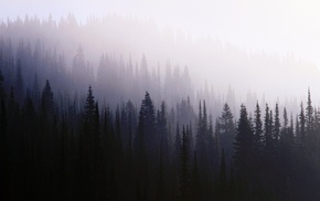 nature, trees, forest, mist