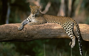 sitting, animals, leopard