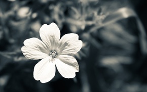 nature, flowers, macro, monochrome