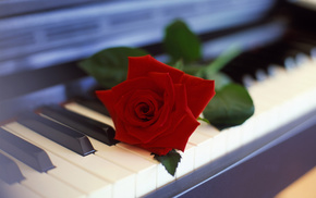 piano, flowers, rose, flower