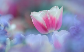 flowers, macro, spring, flower, pink