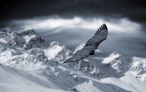 snow, eagle, animals, mountain, fly